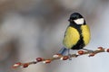 Great Tit on branch.