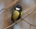 Great tit on the branch