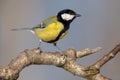 Great tit on a branch Royalty Free Stock Photo