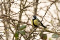 A great tit in spring Royalty Free Stock Photo