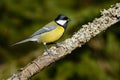 Great Tit on a branch Royalty Free Stock Photo