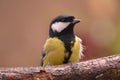 Great tit branch Royalty Free Stock Photo