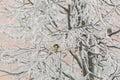 Great tit on the branches of a snow-covered tree Royalty Free Stock Photo