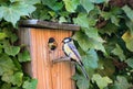 Great tit with catterpilar feeding young in a nest box. Surrounded by ivy plants. Close up bird life.