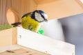 Great tit coming to the bird box for the food during winter time Royalty Free Stock Photo