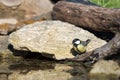 Great tit drinking water