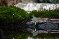 Great Tit drinking water from a tranquil pond