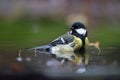 Great tit in a Dutch forest