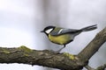 Great tit eating