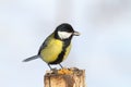 Great tit eating sunflower seed