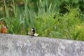 A great tit on the edge of a balcony. Far sight - France