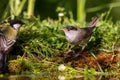 Great Tit and Eurasian blackcap