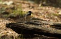 Great Tit feasting on seeds and nuts on some rotten wood