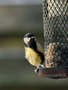 Great tit on feeder