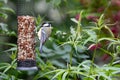 great tit feeding on a bird feeder