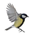 Closeup of flying isolated great tit Royalty Free Stock Photo