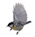 Isolated on white gold great tit take wing Royalty Free Stock Photo