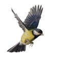 Photo of fast flying isolated great tit Royalty Free Stock Photo