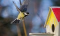 Great tit in flight near birdfeeder