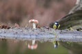 Great tit and fly agaric Royalty Free Stock Photo