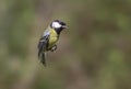 Great tit flying by grass and trees Royalty Free Stock Photo