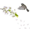 Great tit flying near cherry tree blossoming branch on white Royalty Free Stock Photo