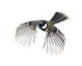 Great tit flying Royalty Free Stock Photo