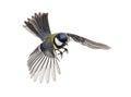 Great tit flying Royalty Free Stock Photo