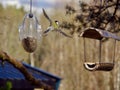 Great Tit in flying on the white background Royalty Free Stock Photo