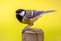 Great tit garden bird perched on pole post Royalty Free Stock Photo