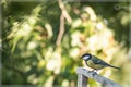 The great tit hangin at woods