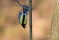 Great Tit suspends upside down from small twig