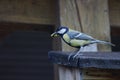 the great tit has a caterpillar in its beak