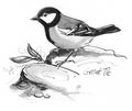 Great Tit illustration