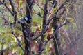 great tit on a jujube tree in search of the last fruits, we are heading towards winter.