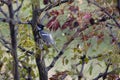 great tit on a jujube tree in search of the last fruits, we are heading towards winter.