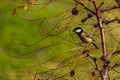 great tit on a jujube tree in search of the last fruits, we are heading towards winter.