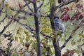 great tit on a jujube tree in search of the last fruits, we are heading towards winter.