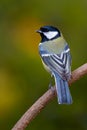 Great tit / Kohlmeise Parus major Royalty Free Stock Photo