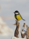 Great tit - Kohlmeise - Parus major