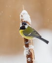 Great tit - Kohlmeise - Parus major Royalty Free Stock Photo