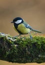 Great Tit, Koolmees, Parus major