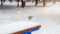 Great tit landing on the bench covered snow in winter park, snowstorm. Royalty Free Stock Photo