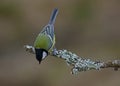 Great Tit on a Lichen covered perch