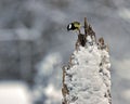 The great tit looking curiously at a dead forest mouse Royalty Free Stock Photo