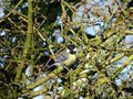 Great tit looking for food