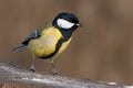 Great tit Royalty Free Stock Photo