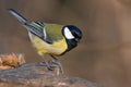 Great tit Royalty Free Stock Photo