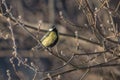 Great tit