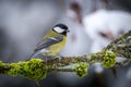 Great tit on a mossy branch